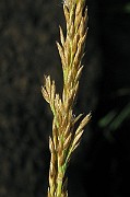 IMG_5006