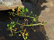 IMG_4608