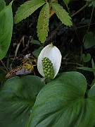 IMG_7678
