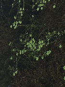 IMG_5017