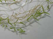 IMG_0082