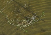 IMG_9660
