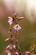 IMG_0544