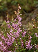 IMG_0546
