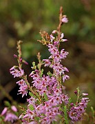 IMG_0547