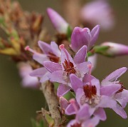 IMG_0550