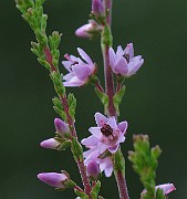 IMG_1825
