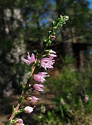 IMG_3455
