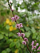 IMG_5089