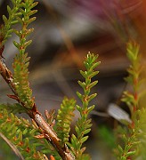 IMG_6555