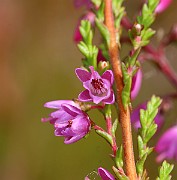 IMG_6556