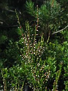 IMG_7182