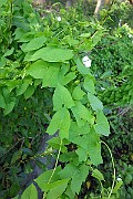 IMG_1792