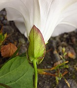 IMG_1801