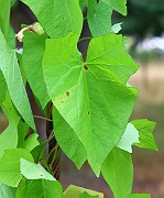 IMG_6742