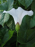 IMG_7091