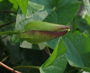IMG_7093