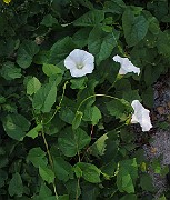 IMG_7096
