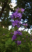 IMG_1163
