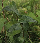 IMG_1166