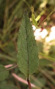 IMG_1174