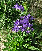 IMG_4419