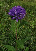 IMG_4890