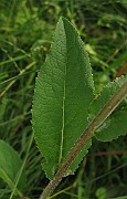 IMG_4893