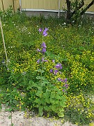 IMG_7198