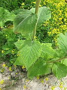 IMG_7200