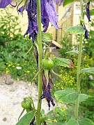 IMG_7202