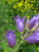 IMG_7205