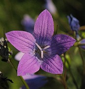 Campanula_patula2