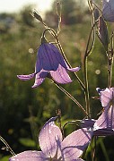 Campanula_patula7