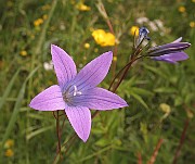 Campanula_patula8