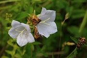IMG_0254