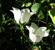 IMG_1522