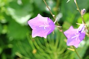 IMG_0250