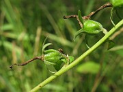 IMG_2949