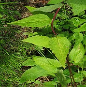 IMG_3701