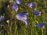 Campanula_rotundifolium3