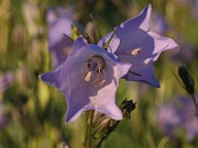 Campanula_rotundifolium4