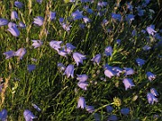 Campanula_rotundifolium6