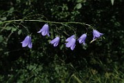 IMG_0137