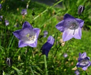 IMG_6034