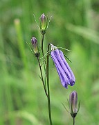 IMG_6565