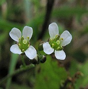 IMG_3534