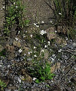 IMG_7585