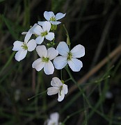 IMG_7591