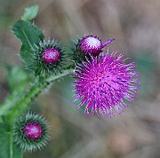 IMG_1091s
